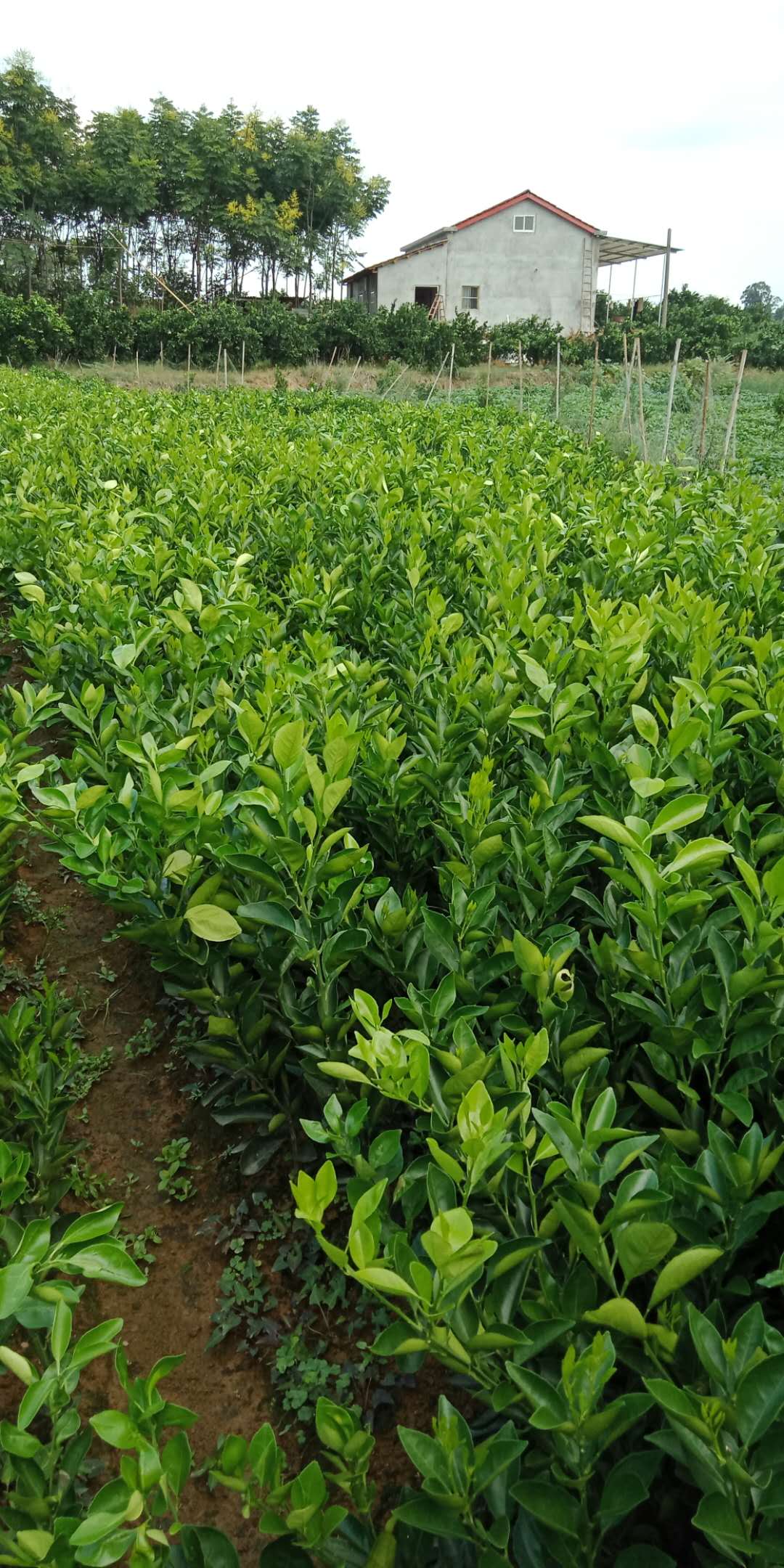 臍橙樹(shù)苗圖片/臍橙樹(shù)苗樣板圖 (4)