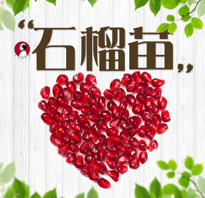 石榴樹苗圖片/石榴樹苗樣板圖 (3)
