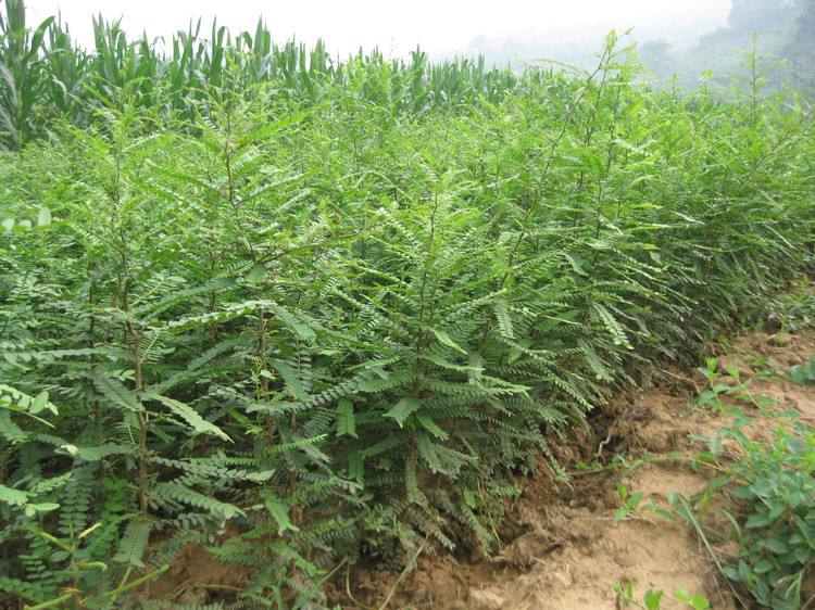 皂角圖片/皂角樣板圖 (1)