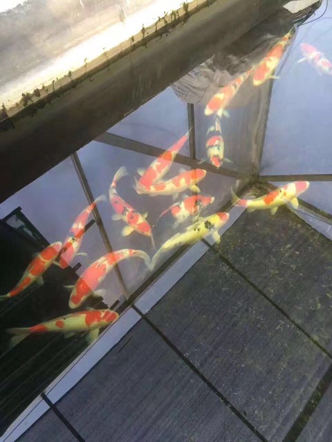 錦鯉觀賞魚養(yǎng)殖場(chǎng)圖片/錦鯉觀賞魚養(yǎng)殖場(chǎng)樣板圖 (1)