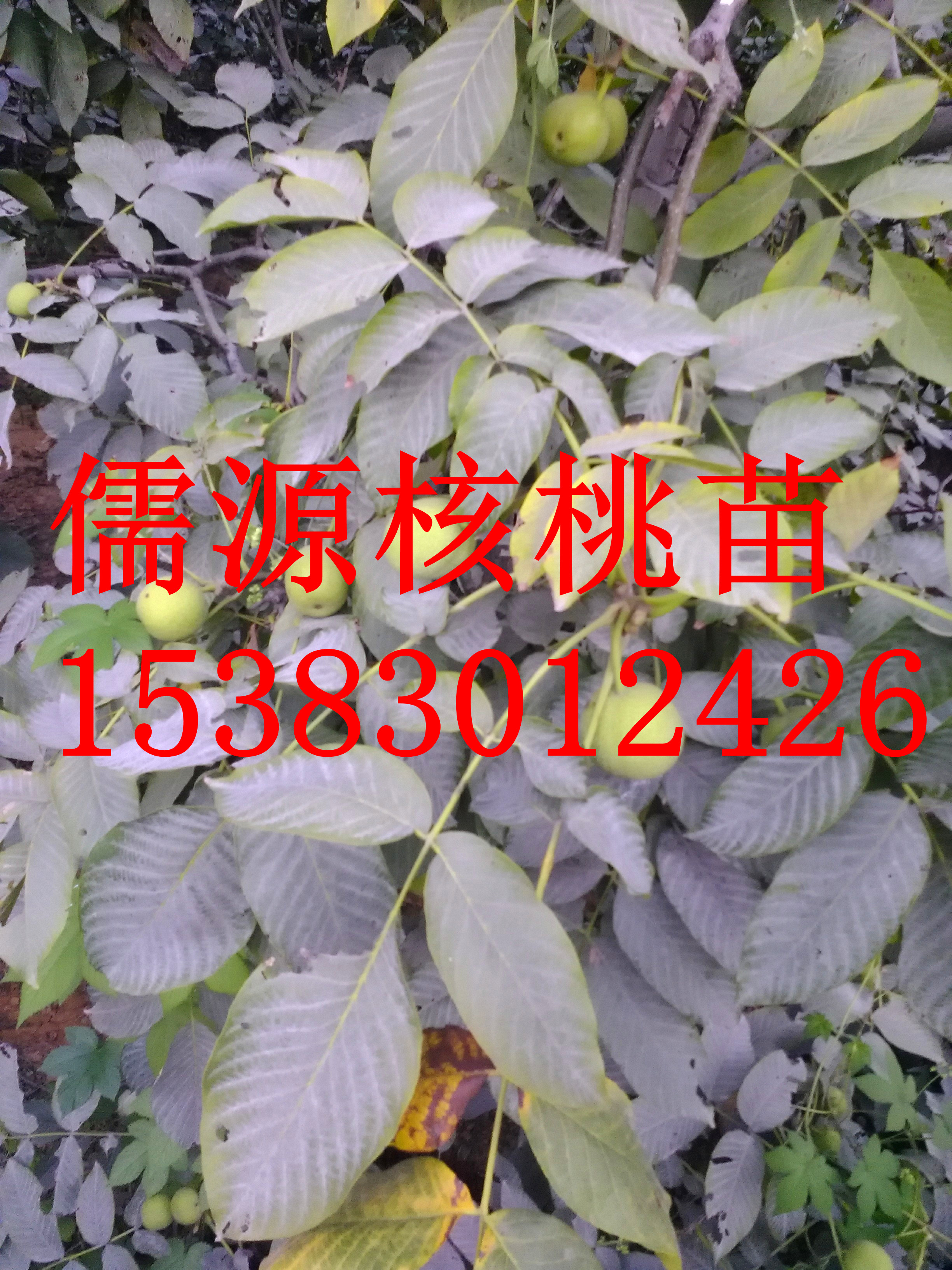 遼核核桃苗圖片/遼核核桃苗樣板圖 (2)