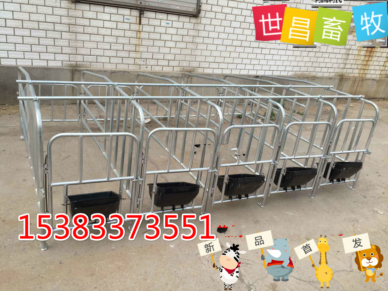 育肥豬圖片/育肥豬樣板圖 (3)