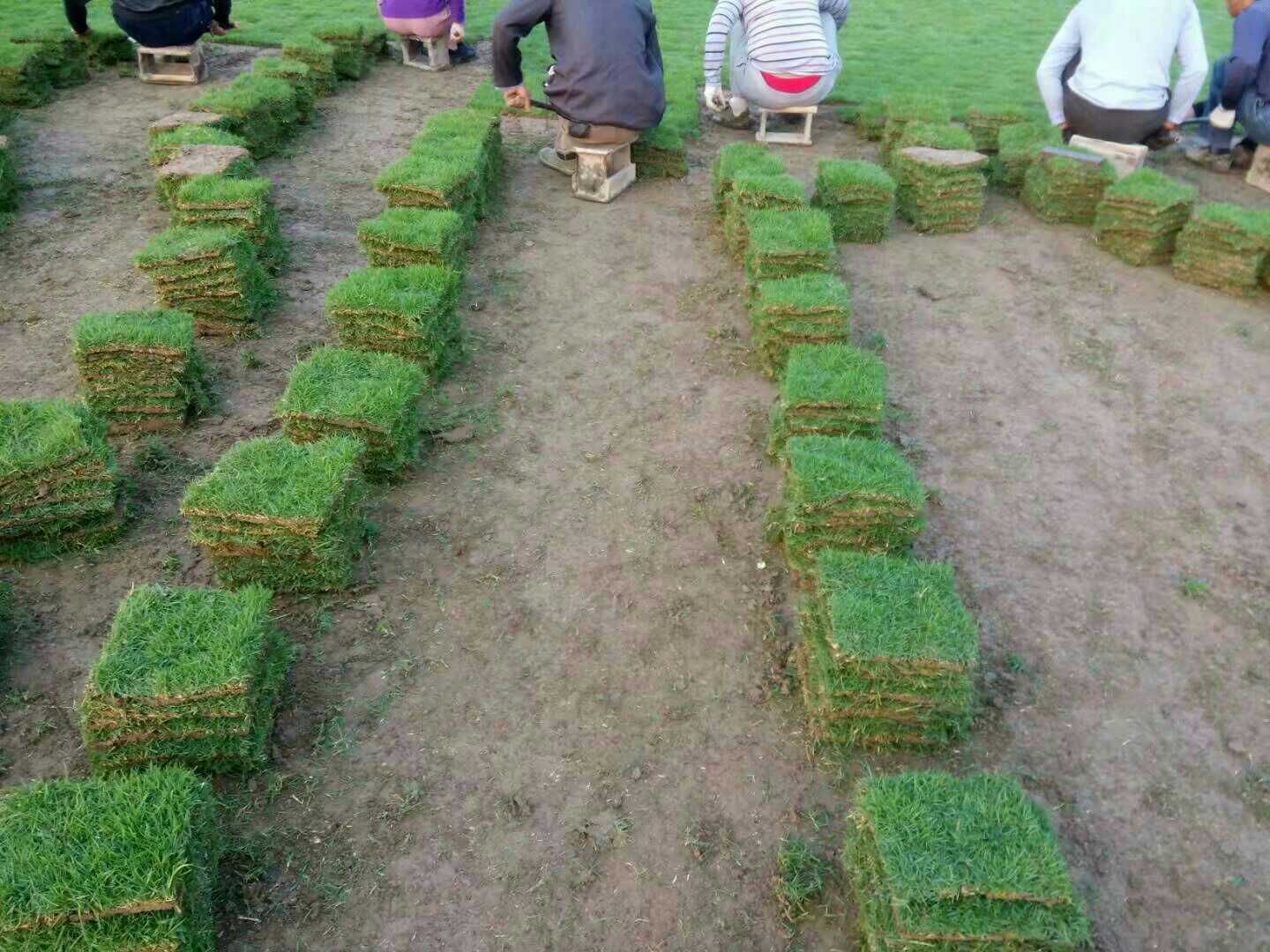 草皮圖片/草皮樣板圖 (4)
