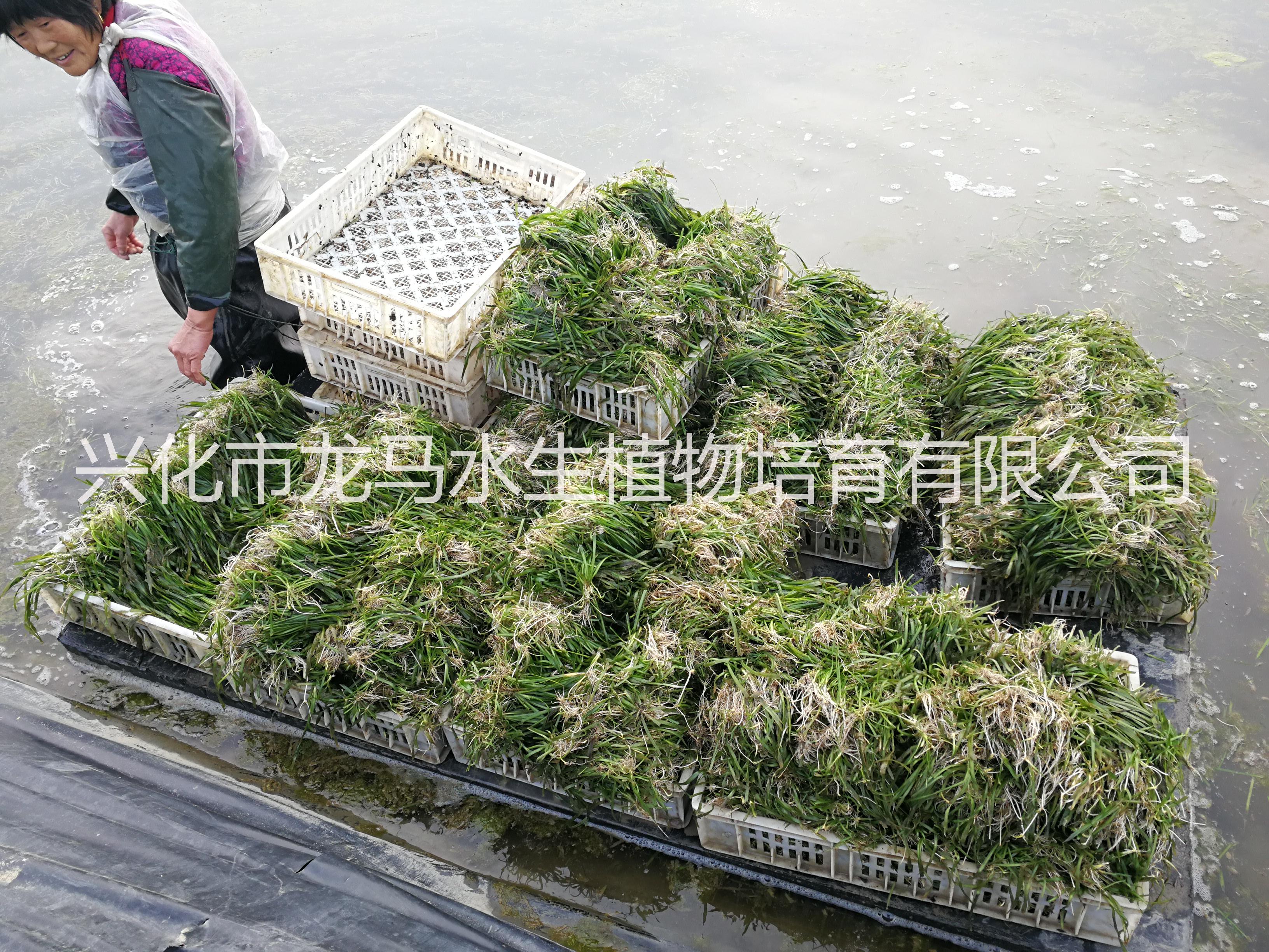 苦草圖片/苦草樣板圖 (4)