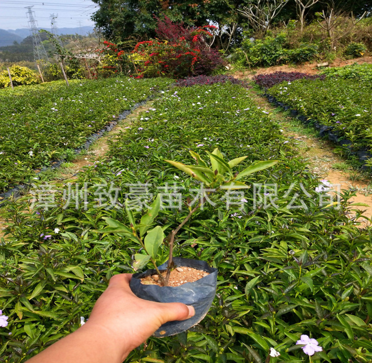 雙色茉莉苗盆栽20公分高袋苗，苗木，雙色茉莉苗，雙色茉莉苗廠家，雙色茉莉苗供應(yīng)商，雙色茉莉苗批發(fā)