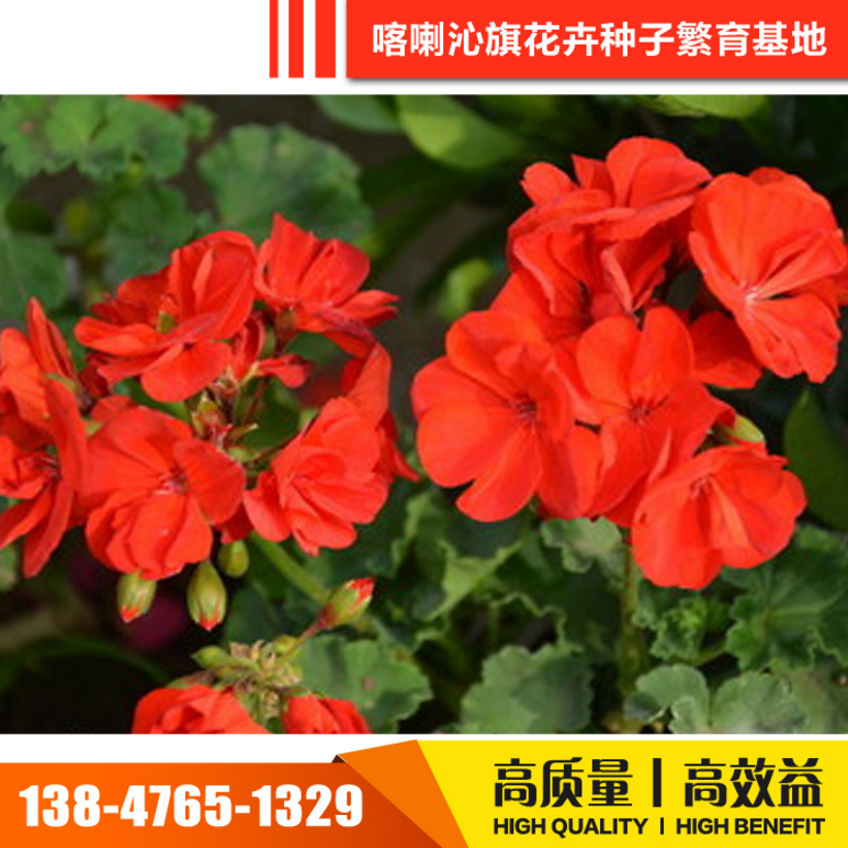 草花種子圖片/草花種子樣板圖 (1)