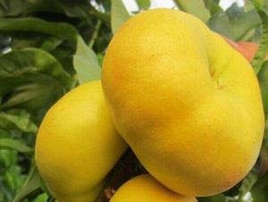 優(yōu)質蟠桃，蟠桃新品種，蟠桃樹苗批發(fā)，優(yōu)質蟠桃價格，極好吃的蟠桃 黃金蟠桃7—12