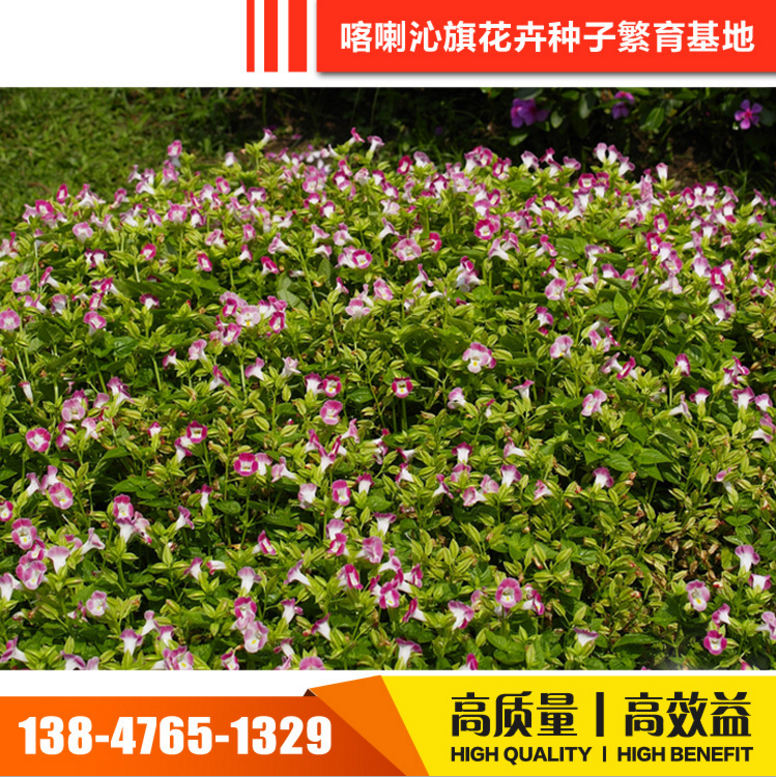 花卉種子圖片/花卉種子樣板圖 (2)