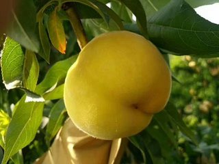 金黃金桃：又名晚黃金桃，黃桃新品種，優(yōu)質(zhì)黃桃，黃桃樹苗批發(fā)，黃桃樹苗價(jià)格