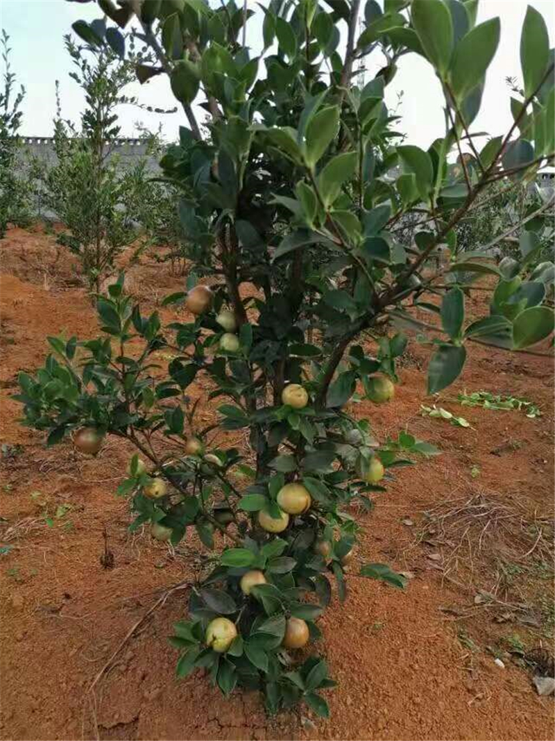 大果油茶圖片/大果油茶樣板圖 (3)