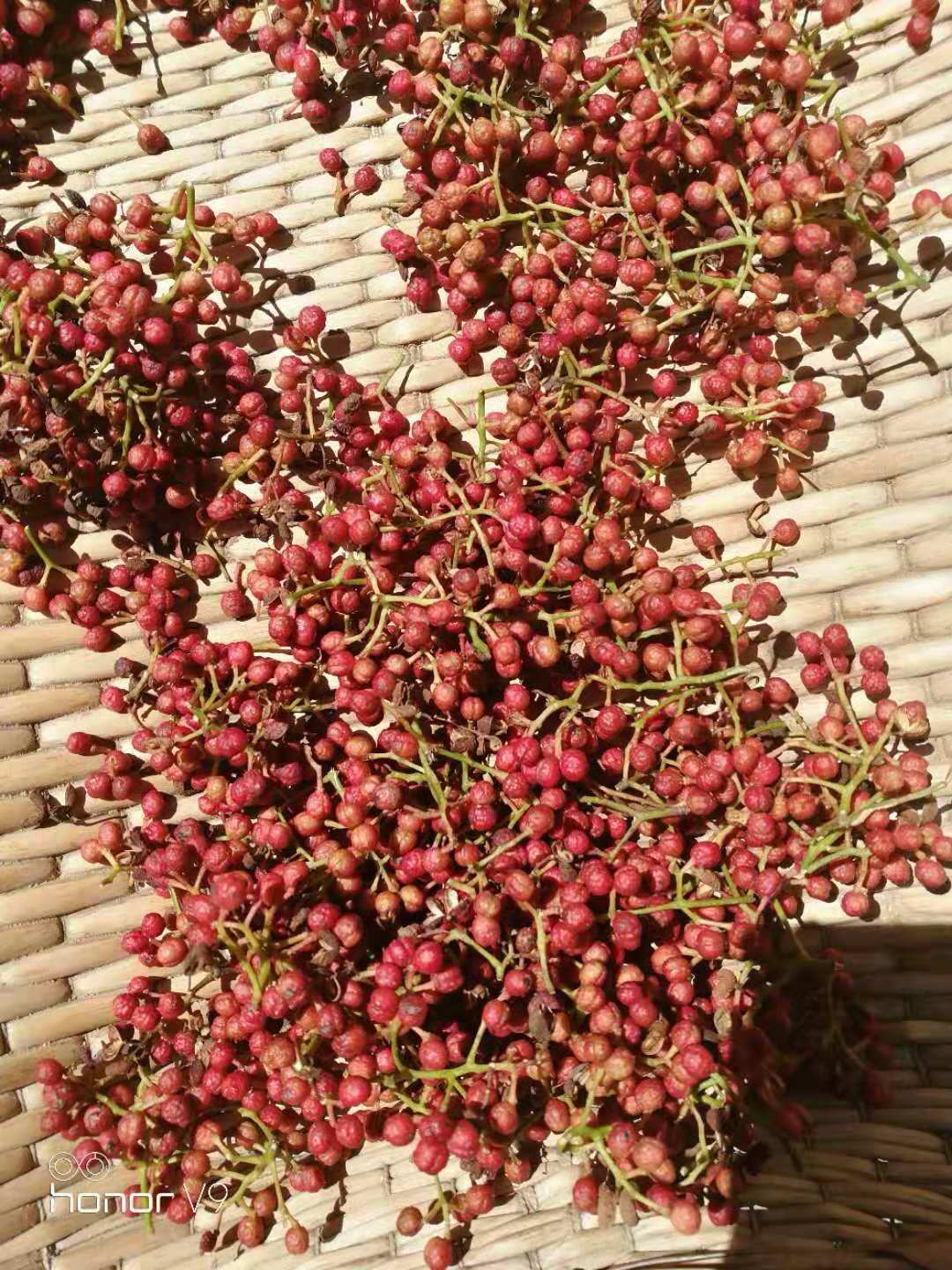 泰安大紅袍花椒苗基地 山東泰安大紅袍花椒基地 山東大紅袍花椒苗批發(fā)商 山東大紅袍花椒苗供應(yīng)商