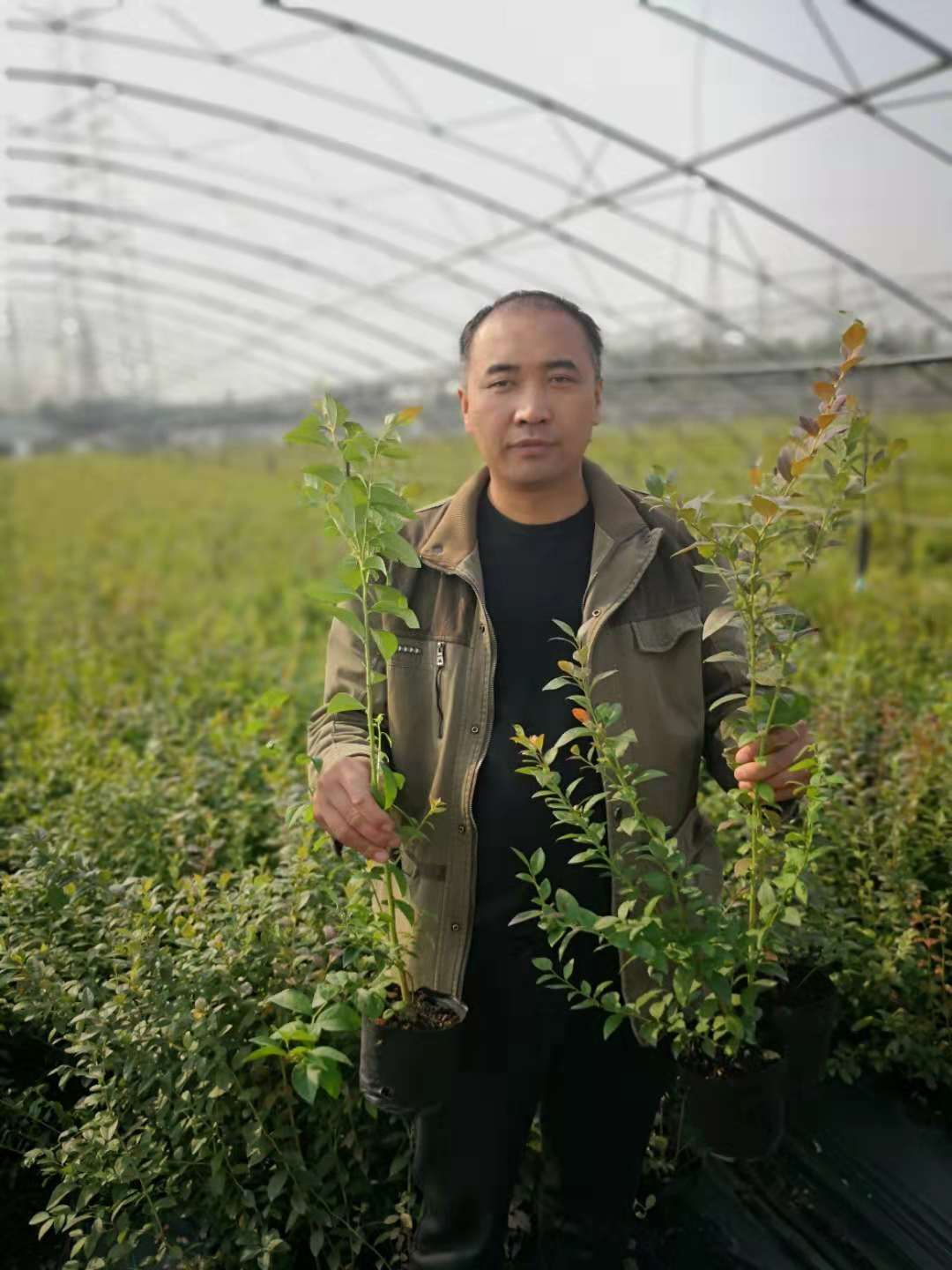 藍(lán)莓苗圖片/藍(lán)莓苗樣板圖 (4)