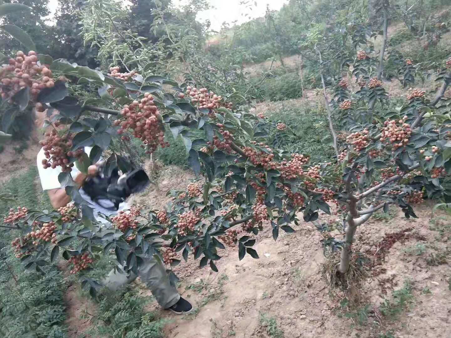 大紅袍花椒苗圖片/大紅袍花椒苗樣板圖 (2)