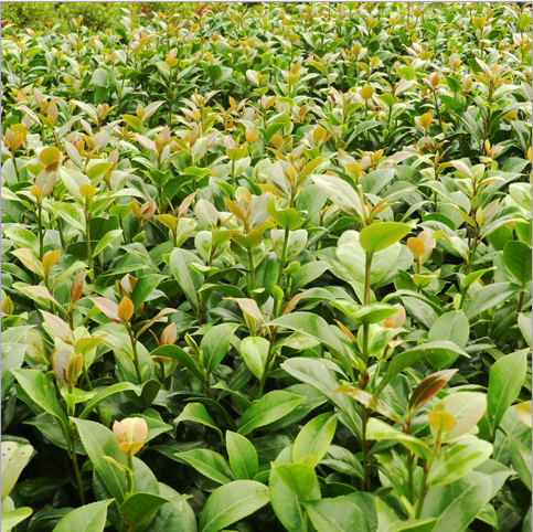 供应精品茶花苗 苗木 茶花苗绿化苗批发价格 高成活率供应商 批发采购报价 罗汉松基地哪家好图片