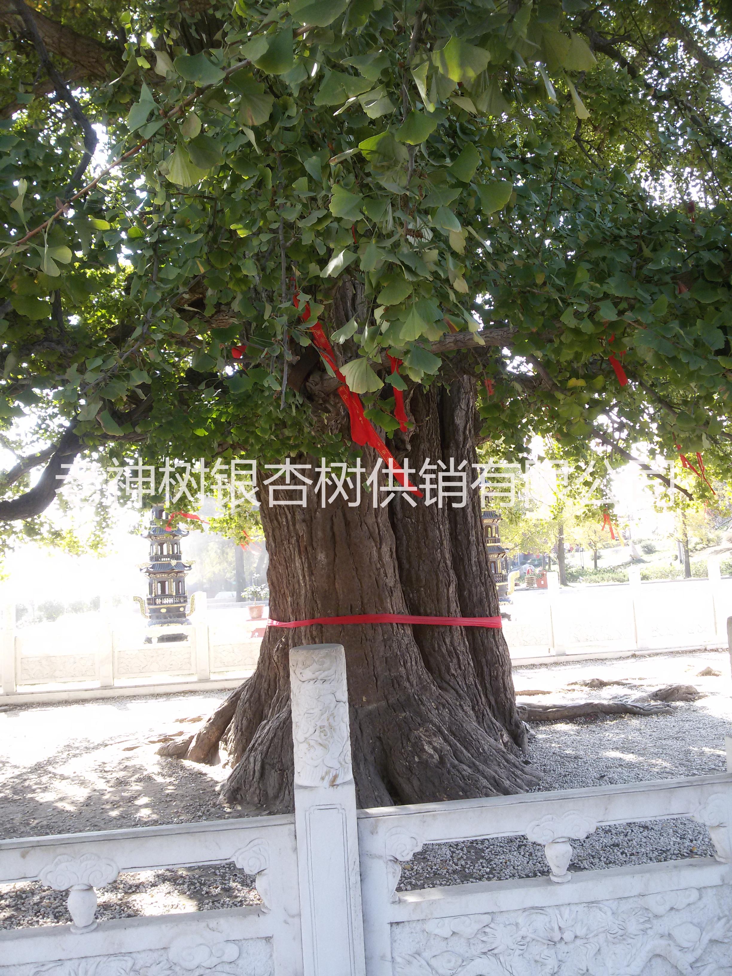 銀杏種子圖片/銀杏種子樣板圖 (2)