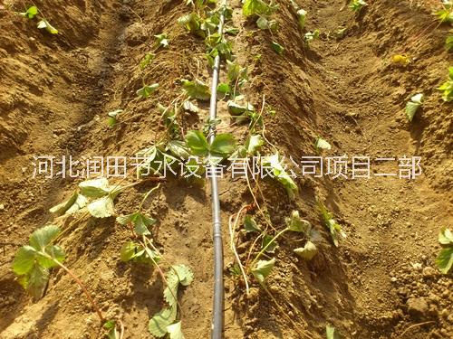 石家莊大棚草莓灌溉滴灌管價(jià)格