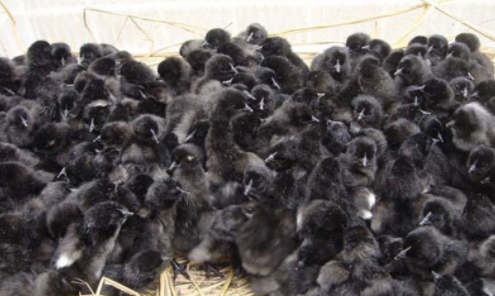 供應(yīng)黑鳳雞苗 直銷黑鳳雞苗 黑鳳雞苗廠家 黑鳳雞苗基地批發(fā) 黑鳳雞苗批發(fā)