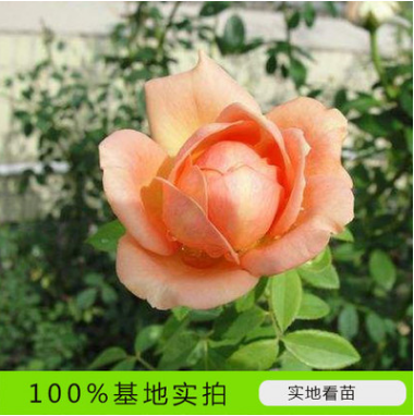 山東牡丹芍藥基地供應(yīng)菏澤牡丹花苗盆栽種植基地 山東牡丹芍藥基地批發(fā)電話