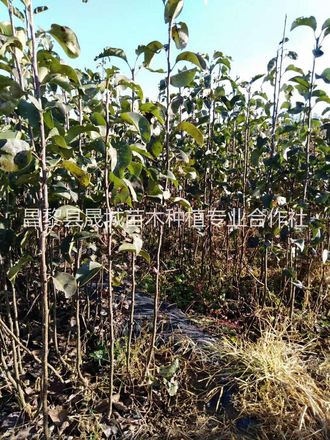 梨樹苗圖片/梨樹苗樣板圖 (4)