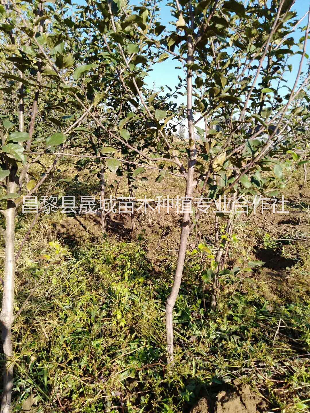 矮化蘋果苗圖片/矮化蘋果苗樣板圖 (2)