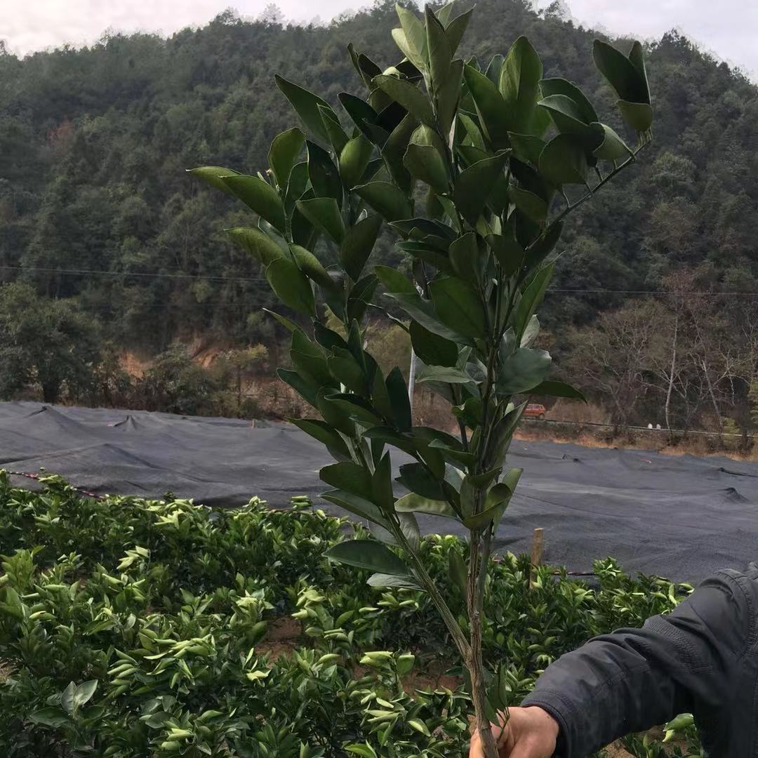 江西臍橙苗 臍橙苗廠家直銷 臍橙苗 臍橙苗廠家 臍橙苗供應(yīng)商  臍橙苗哪家好 江西臍橙苗廠家