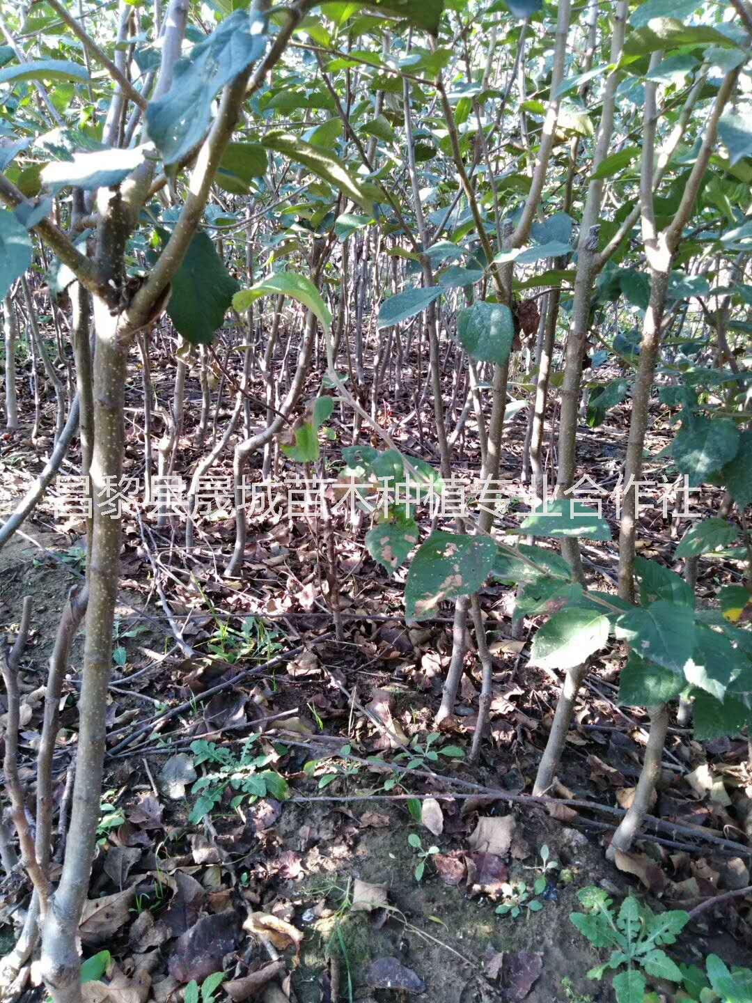 甘肅矮化蘋果苗批發(fā)價圖片