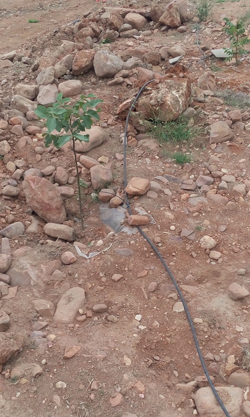 果樹苗圖片/果樹苗樣板圖 (3)