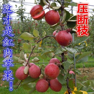 蘋果樹苗圖片/蘋果樹苗樣板圖 (4)