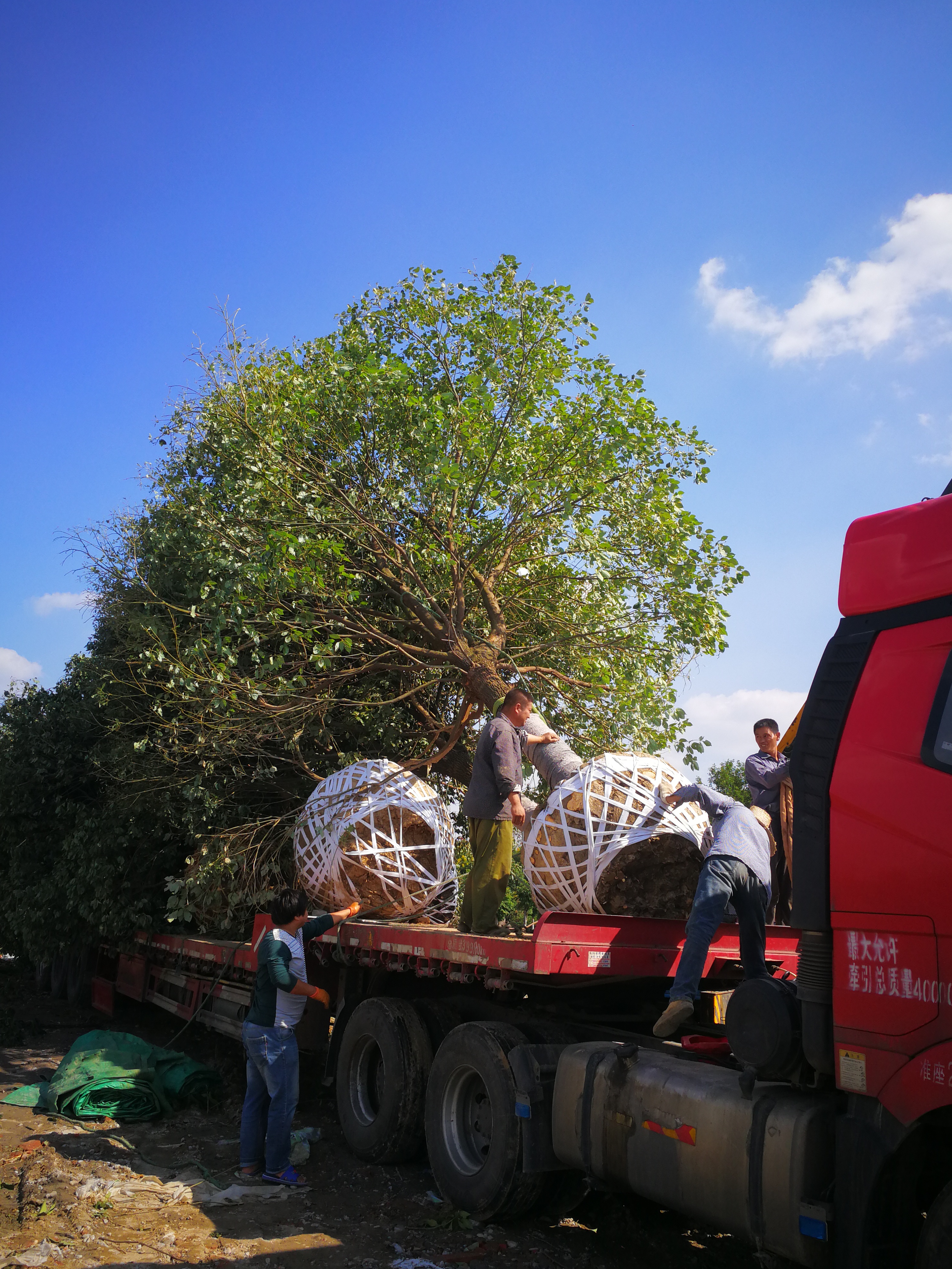 全冠香樟圖片/全冠香樟樣板圖 (2)