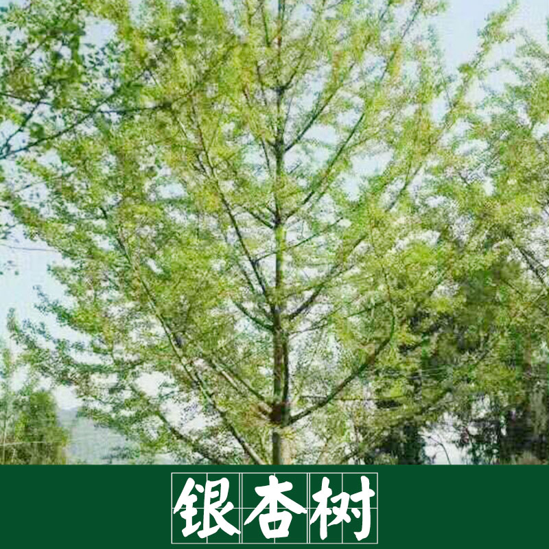 廠家直銷 供應(yīng)銀杏樹 景觀園林樹木 廠家直銷 服務(wù)好 運(yùn)輸有保障 銀杏樹 歡迎質(zhì)詢