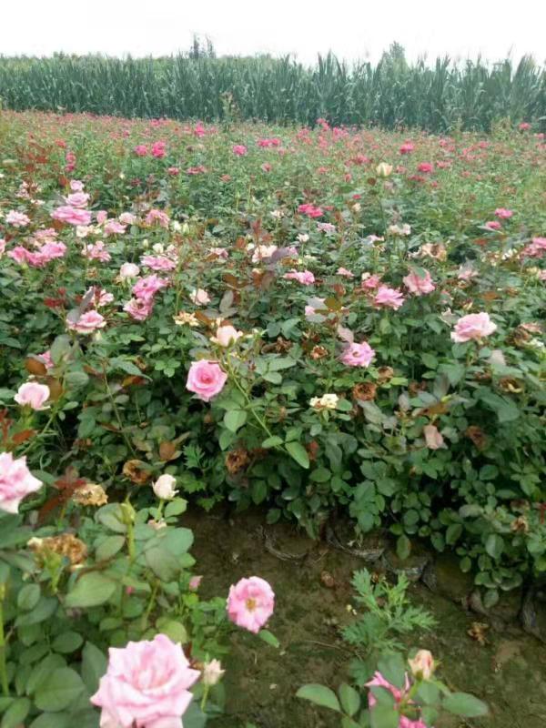 月季圖片/月季樣板圖 (2)