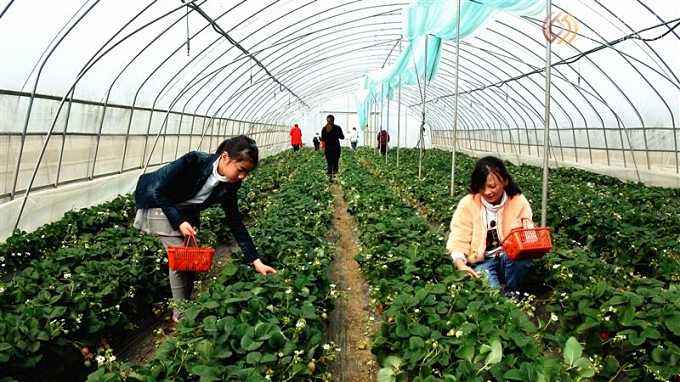 草莓采摘園圖片/草莓采摘園樣板圖 (2)