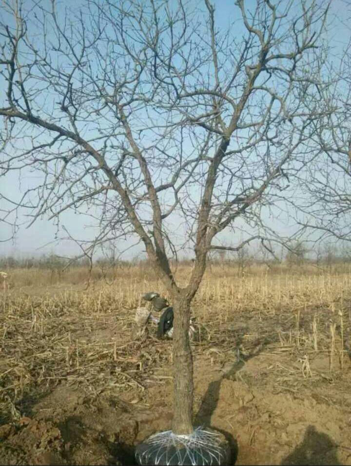 銀杏茶圖片/銀杏茶樣板圖 (2)