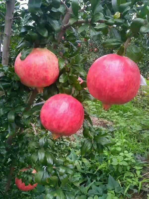 泰安8公分石榴苗圖片/泰安8公分石榴苗樣板圖 (4)