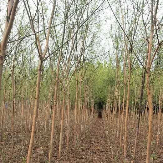 國槐 國槐苗木 國槐苗木哪家好 國槐報(bào)價(jià) 國槐批發(fā) 郯城國槐供應(yīng) 山東國槐批發(fā) 國槐廠家直銷 國槐批發(fā)報(bào)價(jià) 國槐廠家