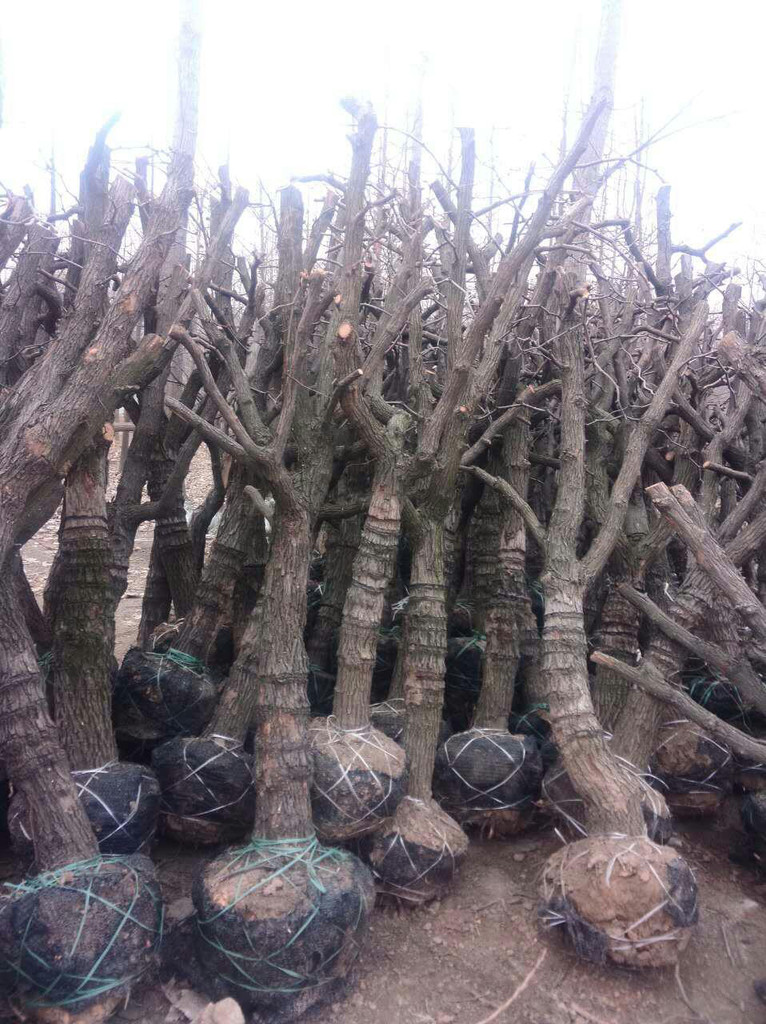 銀杏茶圖片/銀杏茶樣板圖 (4)