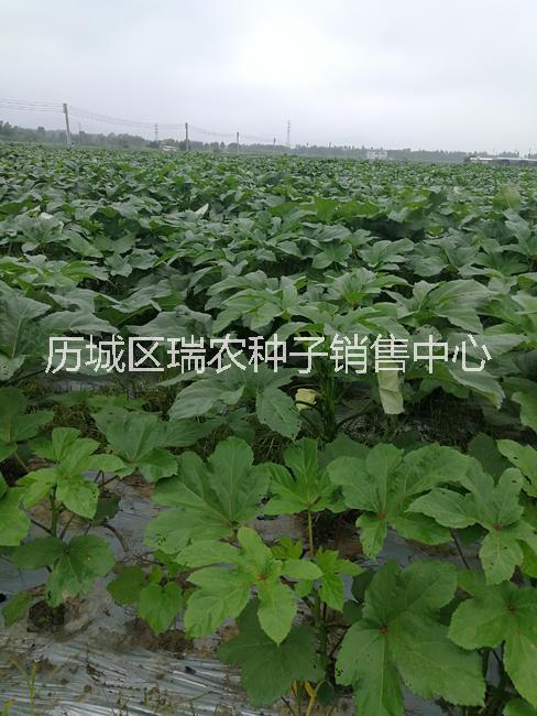 細(xì)長濃綠的水果秋葵種子日本原裝進(jìn)圖片