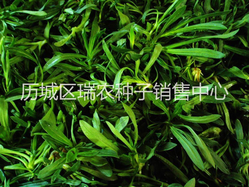 菜種子圖片/菜種子樣板圖 (2)