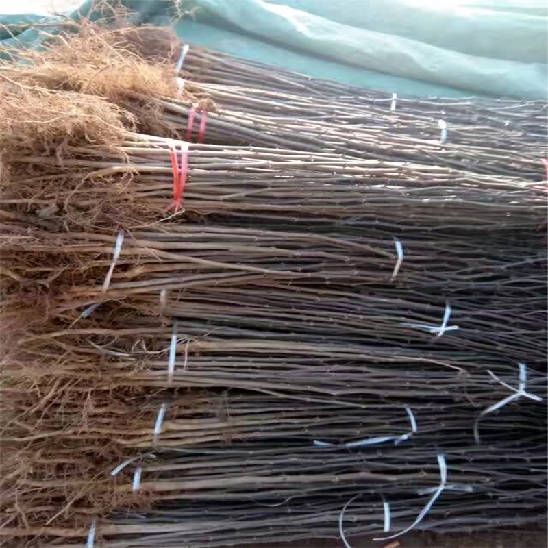 花椒樹(shù)苗圖片/花椒樹(shù)苗樣板圖 (3)