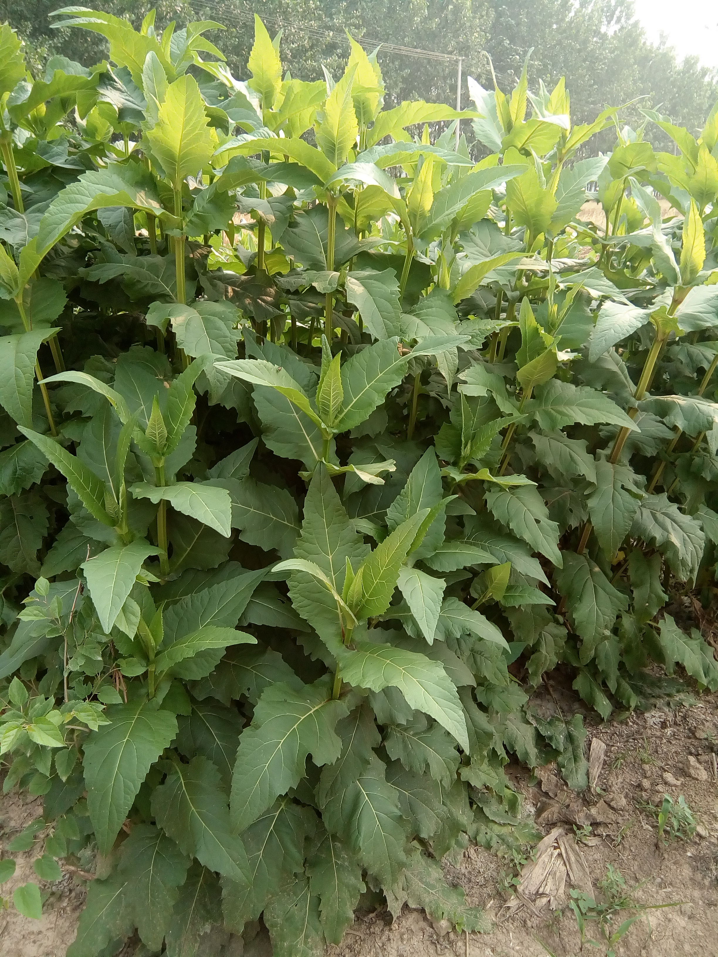 串葉松香草種子圖片/串葉松香草種子樣板圖 (3)