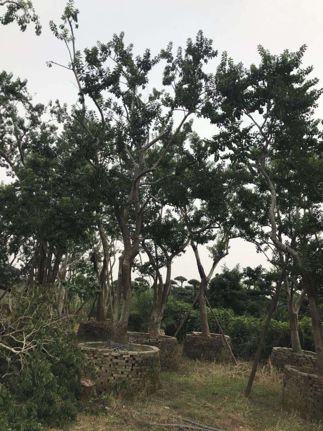 鐵冬青-鐵冬青基地鐵-冬青批發(fā)-廣東佛山哪里有鐵冬青賣
