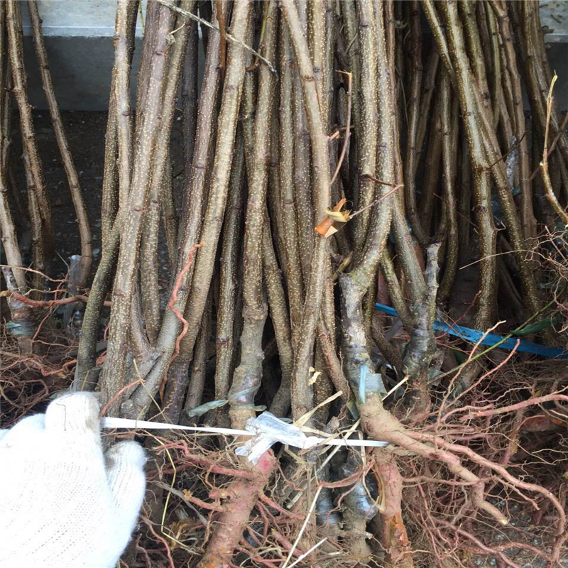 杏樹苗圖片/杏樹苗樣板圖 (2)