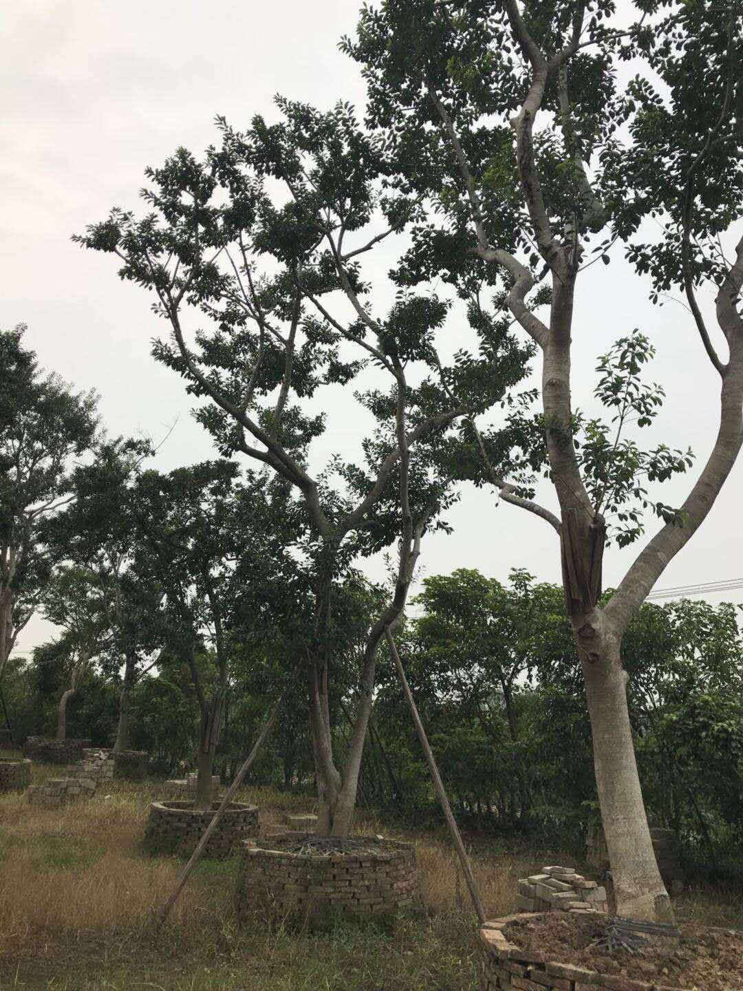 鐵冬青圖片/鐵冬青樣板圖 (4)