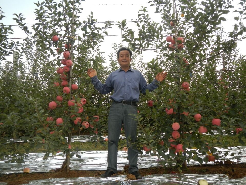 矮化紅富士蘋果苗圖片/矮化紅富士蘋果苗樣板圖 (3)