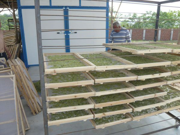 果蔬烘干箱圖片/果蔬烘干箱樣板圖 (2)