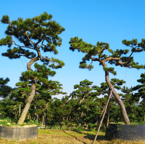 黑松造型樹苗圖片/黑松造型樹苗樣板圖 (3)