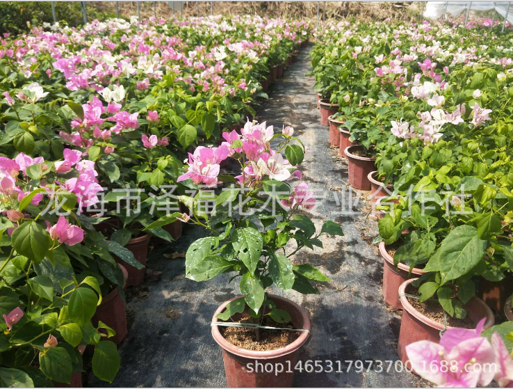 東籬小舍 花蝴蝶 紅心櫻花圖片/東籬小舍 花蝴蝶 紅心櫻花樣板圖 (2)