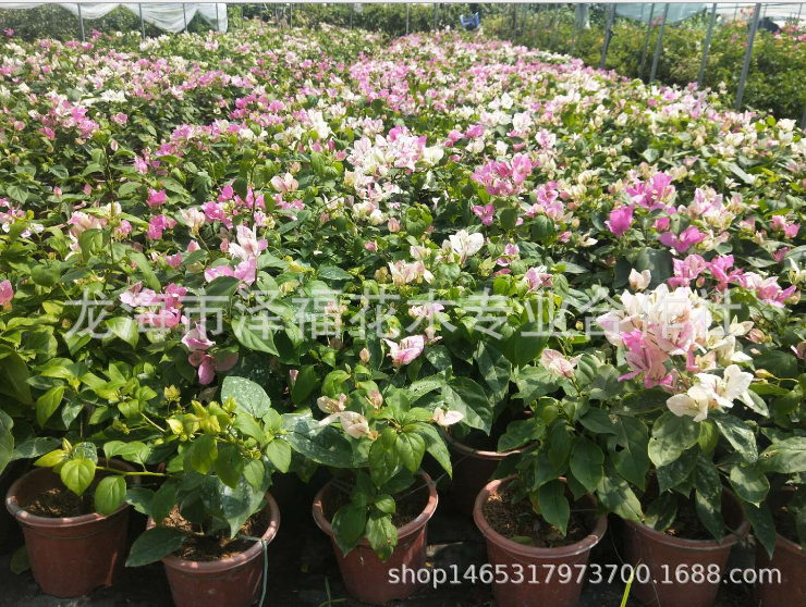 東籬小舍 花蝴蝶 紅心櫻花 潮汕花蝴蝶供應(yīng)商 廣東紅心櫻花報(bào)價(jià) 韶關(guān)櫻花三角梅價(jià)格 櫻花三角梅制造商 紅心櫻花生產(chǎn)家