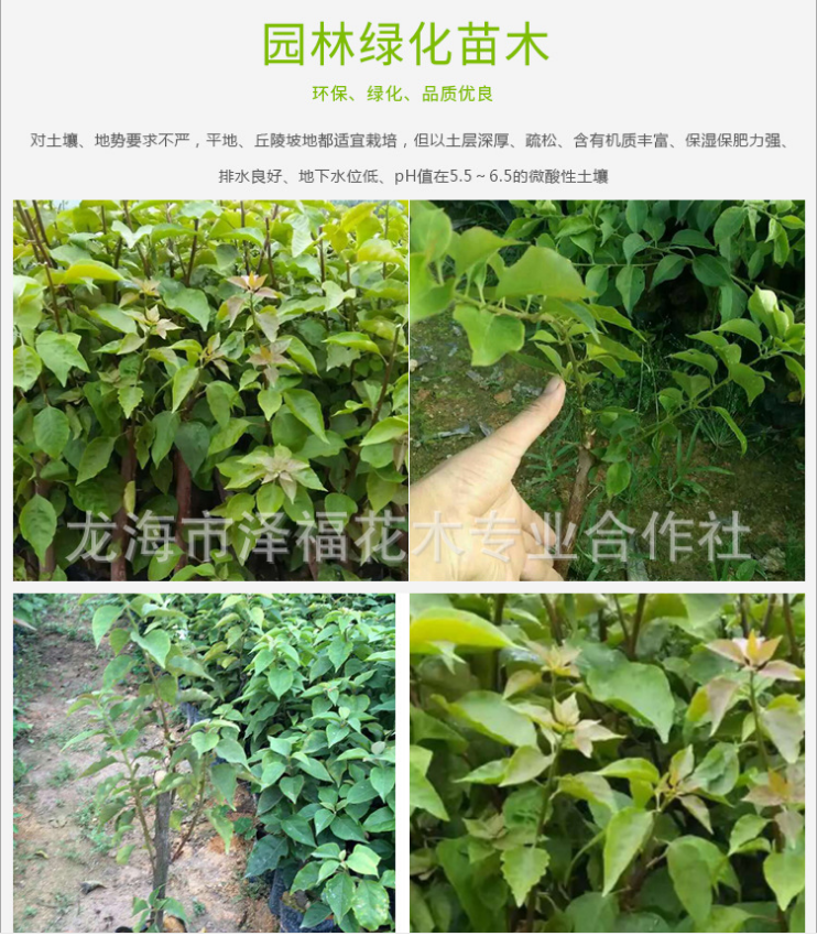 各種規(guī)格三角梅 自產(chǎn)自銷圖片/各種規(guī)格三角梅 自產(chǎn)自銷樣板圖 (2)