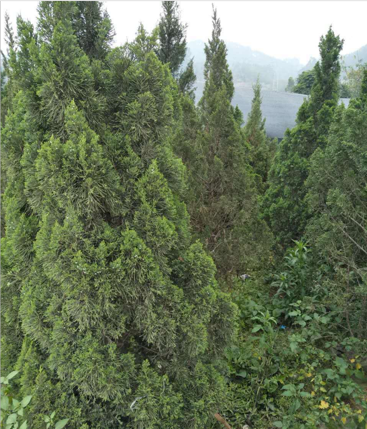 塔柏圖片/塔柏樣板圖 (4)